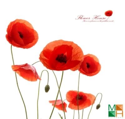Tranh dán tường Hàn Quốc hoa poppy đỏ cam FW - 344